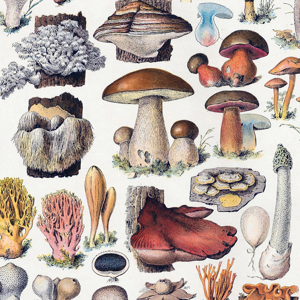 Mushroom Art Collection